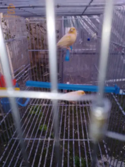 canari ordinaire wajedine heba