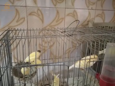 تبديل