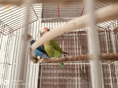 طيور البادجي والحب للبيع