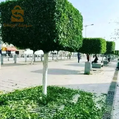 مستغانم