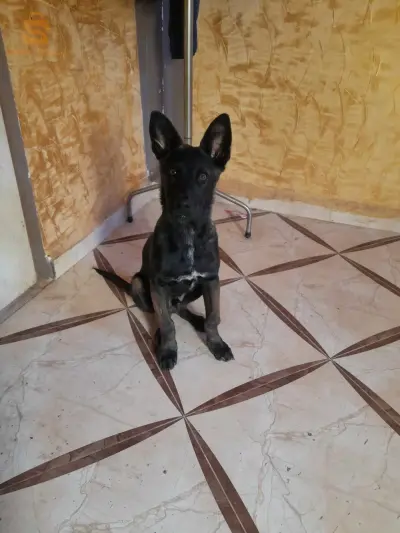 jarw malinwa vri