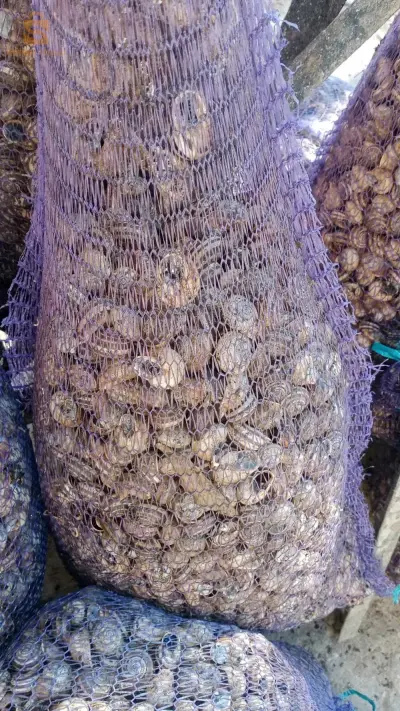 حلزون مورڨات