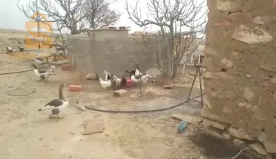وز عربي
