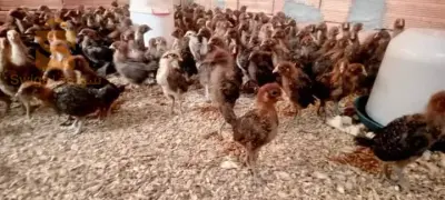 لمقارين