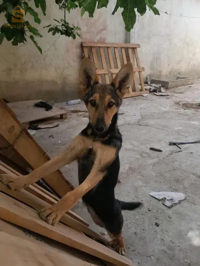للحراسة