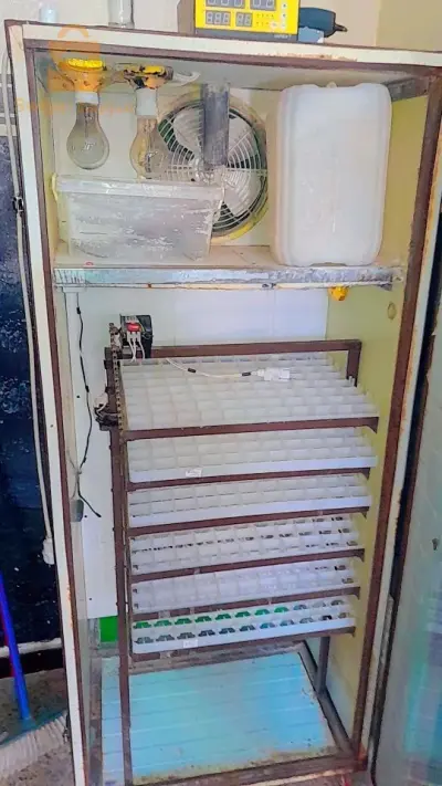 جديد