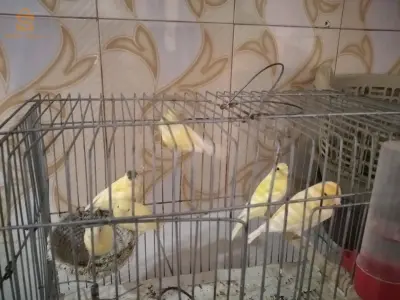 للبيع