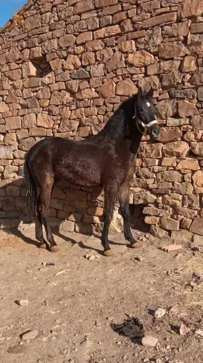 مهر للبيع 23شهر