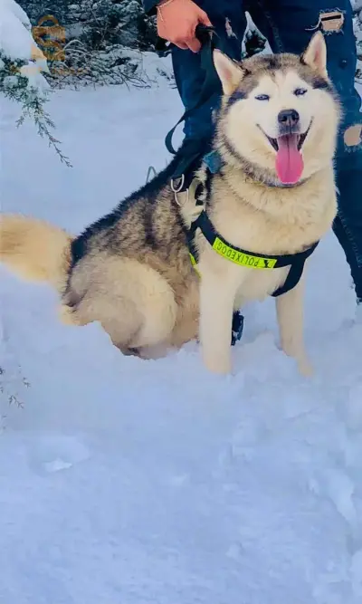 husky