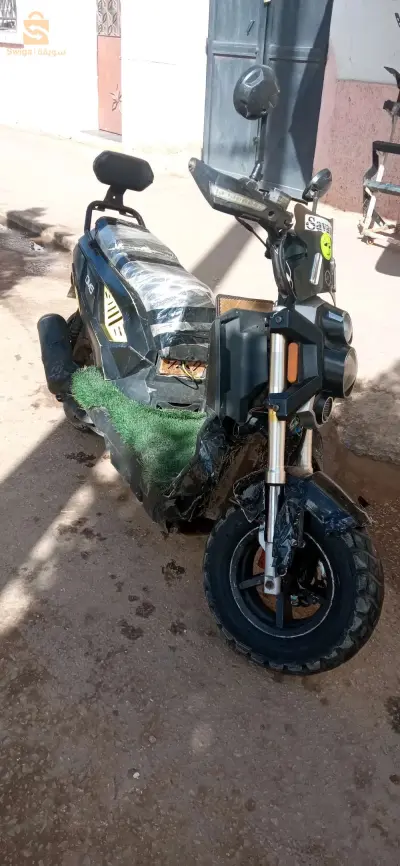 غريس معسكر