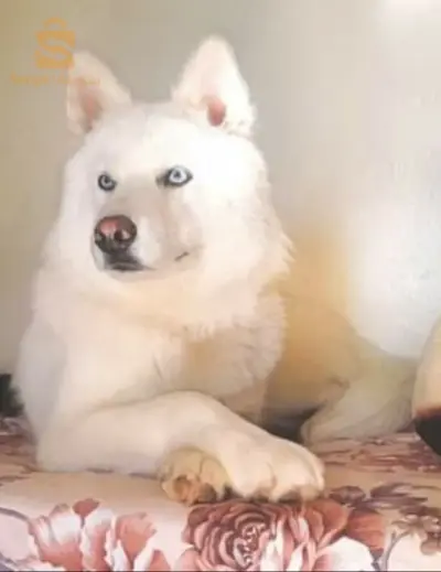 husky