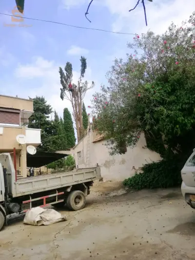 قطع. الاشجار لغير مناسبة