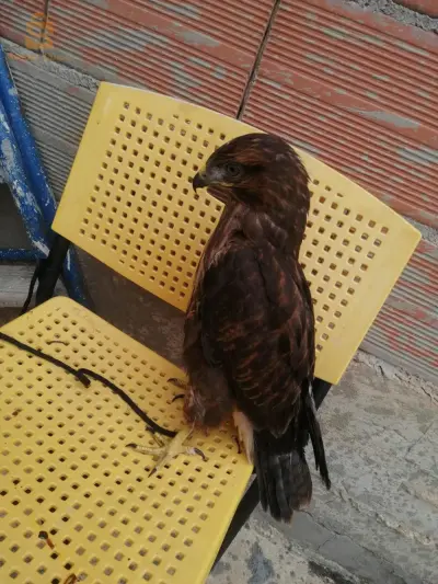 عقاب