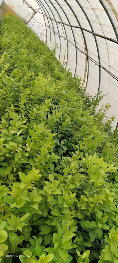 بوفريك
