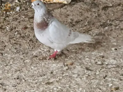 عين ولمان سطيف