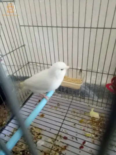 براقي