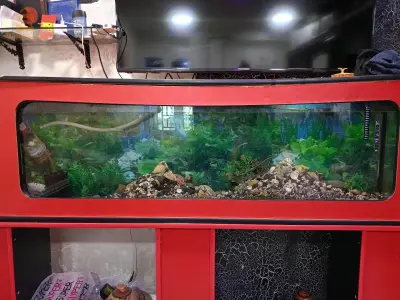 aquarium  le prix est négociable