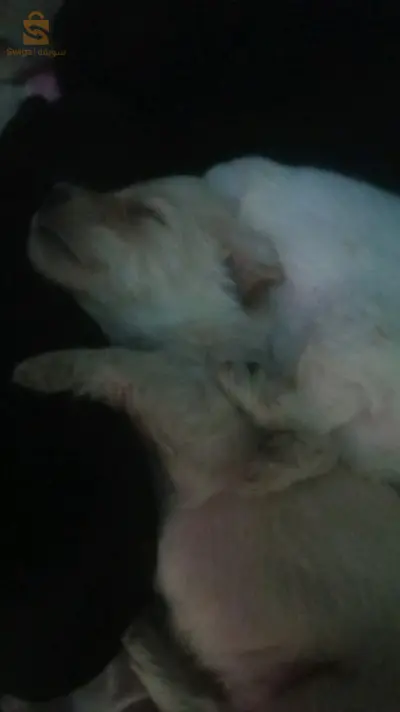 chiots caniche