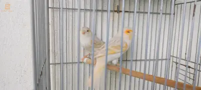 الحميز