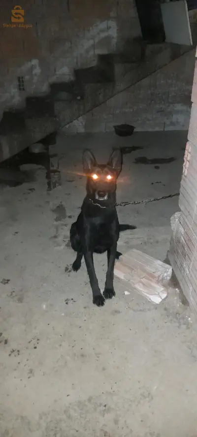 malinois Noir