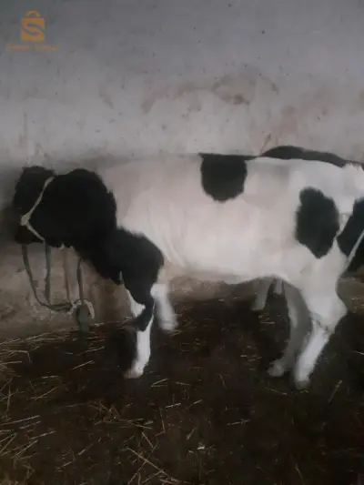 génisse et vache