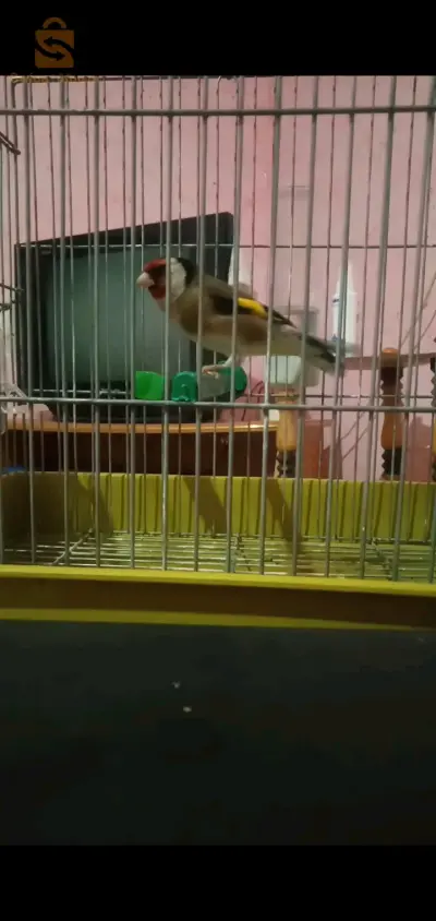 Moknin 2 ans