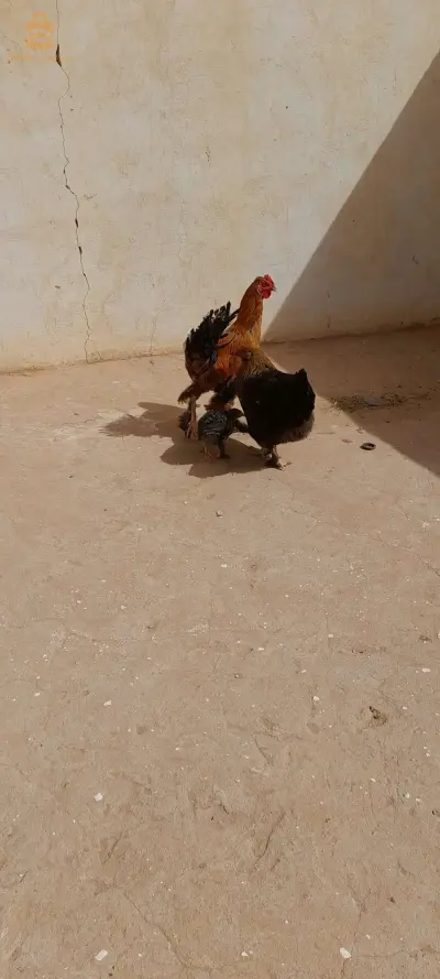مرحبا كاين براهما كروازي للبيع ادرار سنطر