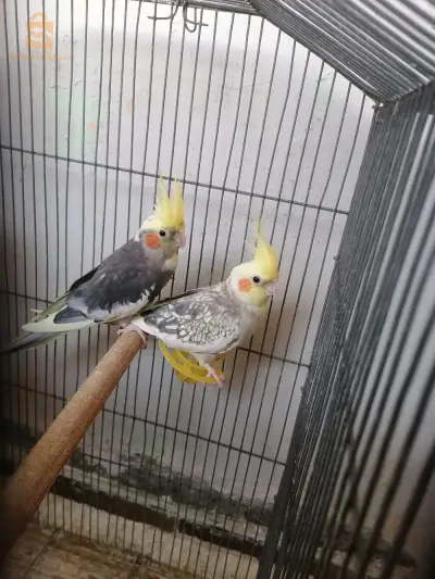 كوبل كالوبسيت
