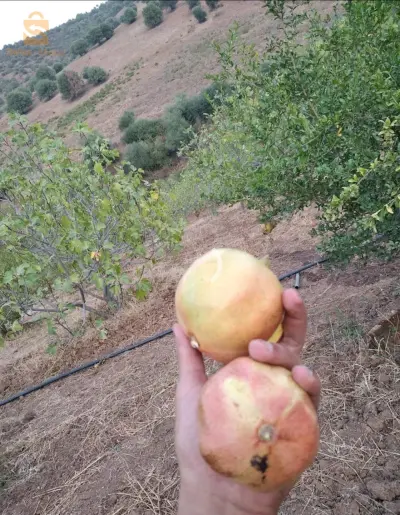 جنان كرموس و رمان بسعر جيد مرحبا بكم