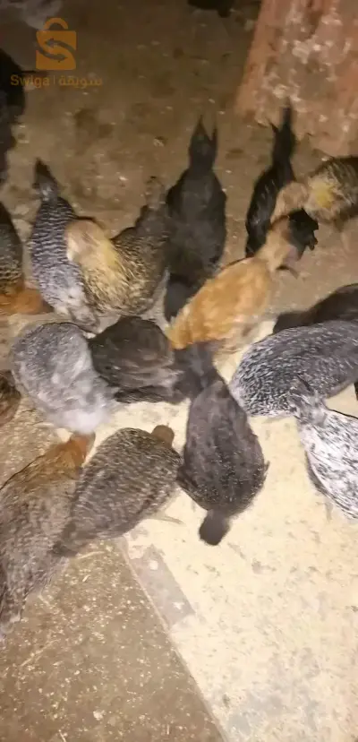 فلوس فيومي