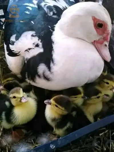 فلوس بط بربري
