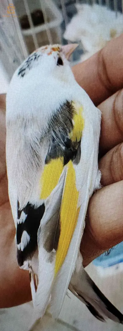 بجاية