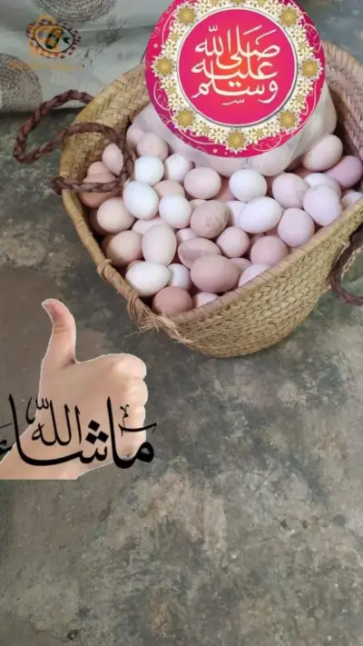 بيض عرب و فيومي مخصب بنسبة عالية إن شاء الله