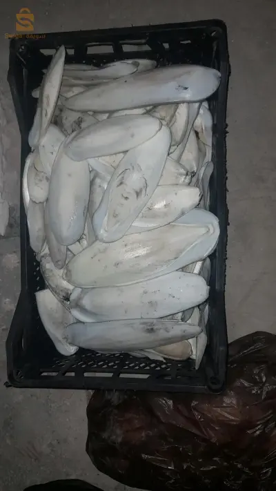 radma tar sipya