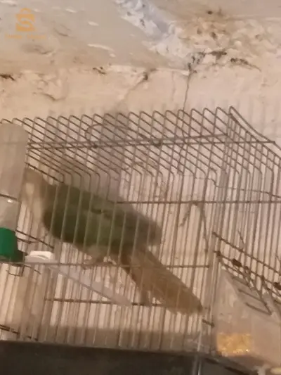 حي بن زرقة برج الكيفان