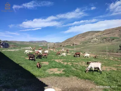 قطيع من الماعزة الحلوب