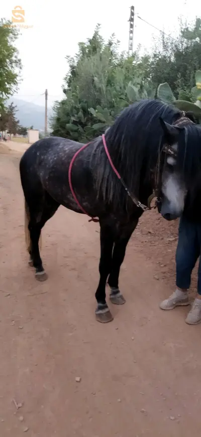 cheval xe fantasía et de la reproduction