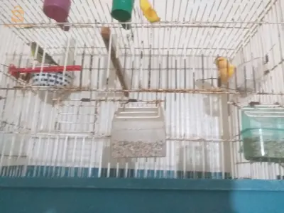 بيع طائر كناري