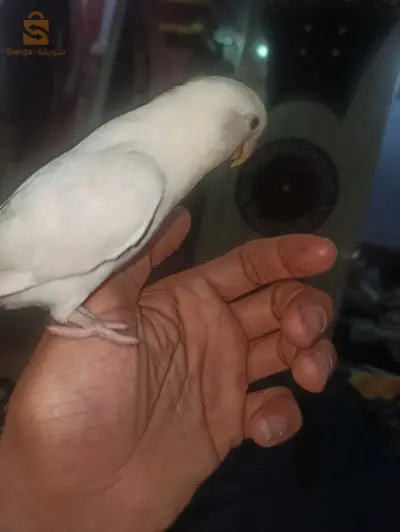 روز .اوبلاين باليد