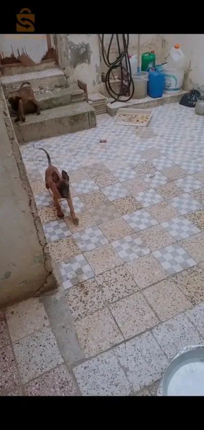 قسنطينة