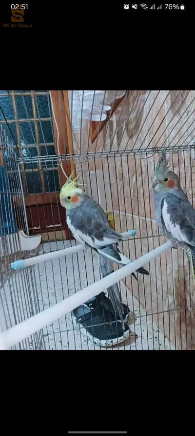 سطيف العرارسة