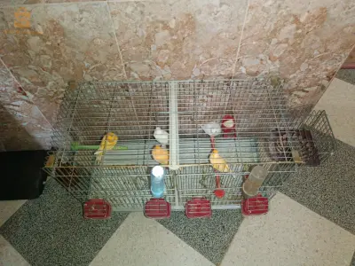 حي سكانسكا