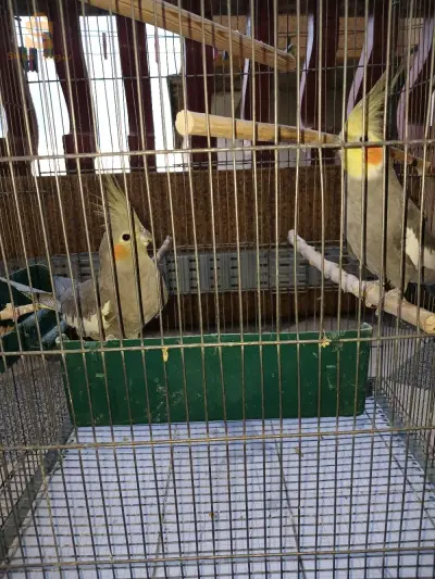هراوة