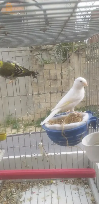 انثى
