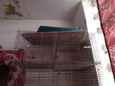 cage occasion kbira wsgher