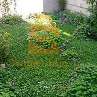 تنضيف أسطح المنازل