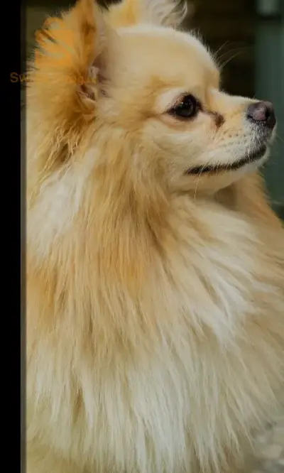الشلف