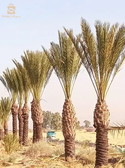 نخيل بسكرة لتزيين الطرقات والفلات والمساحات الخضراء