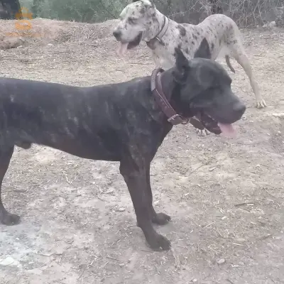 dog allemand pure rasse sioux bleu