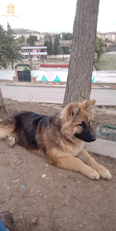 chien allemand